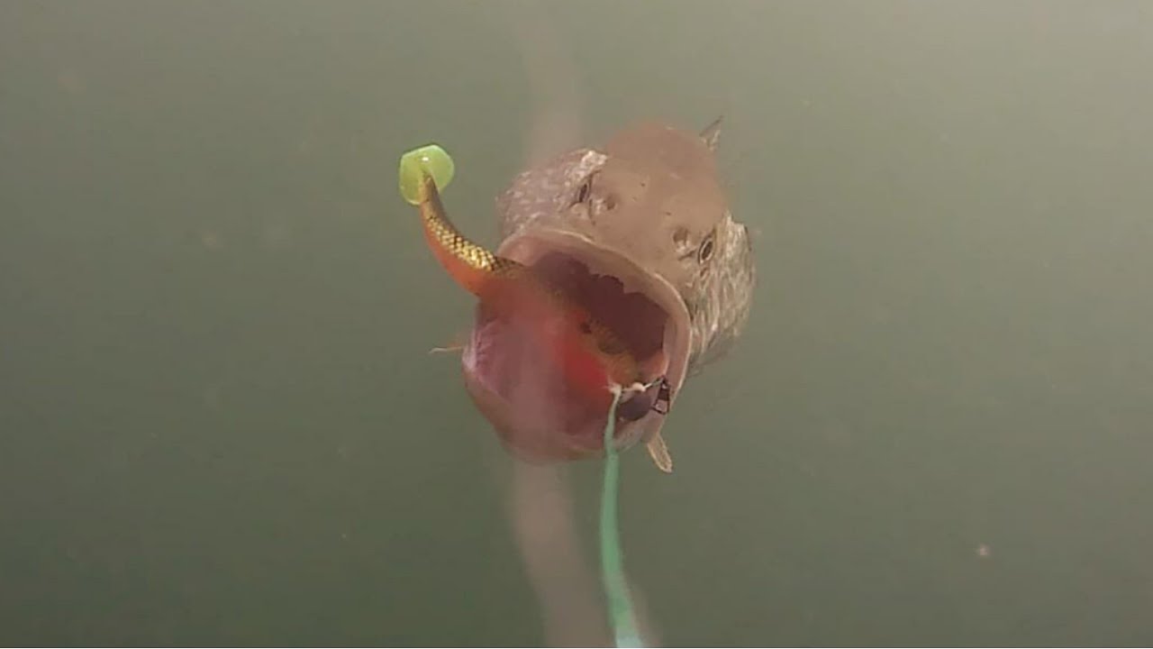 Was machen die Fische am Köder? Meine bis jetzt besten Escape Cam Aufnahmen