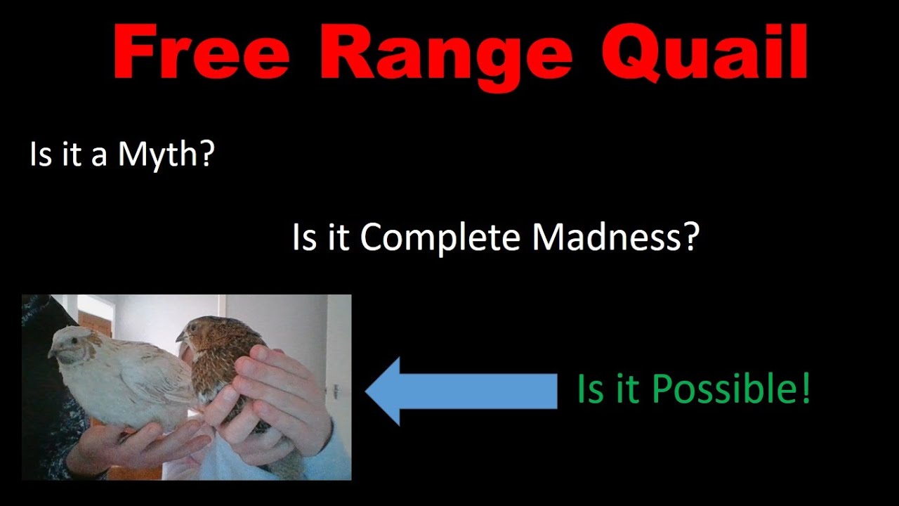 Free Range Quail, the Egyptian Agricultural Method