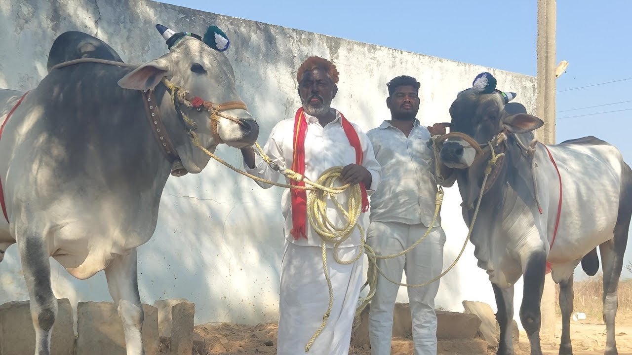 Ongol bulls videos 2026 // Wanaparti Aatmakur //62816 03809 // Bigg size Bulls, Cattils Videos 2026