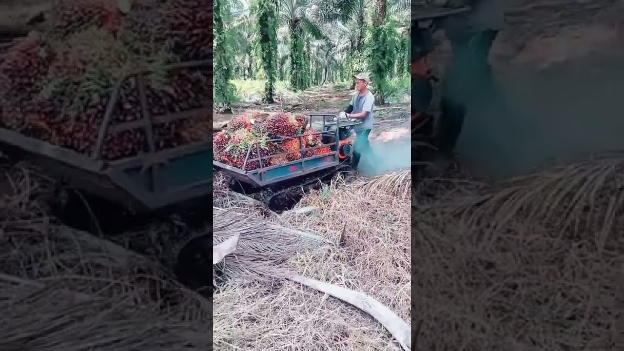 Alat langsir sawit segala medan