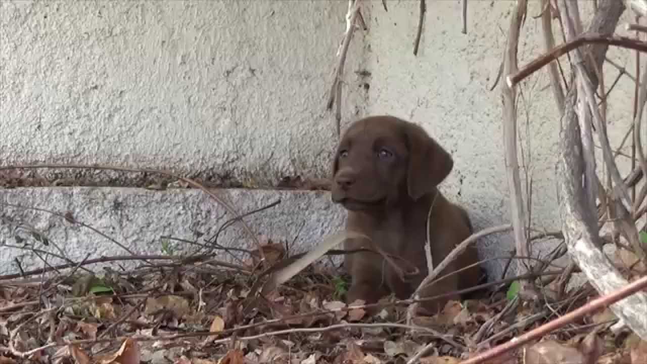 Picking up our chocolate labrador puppy 8 weeks old