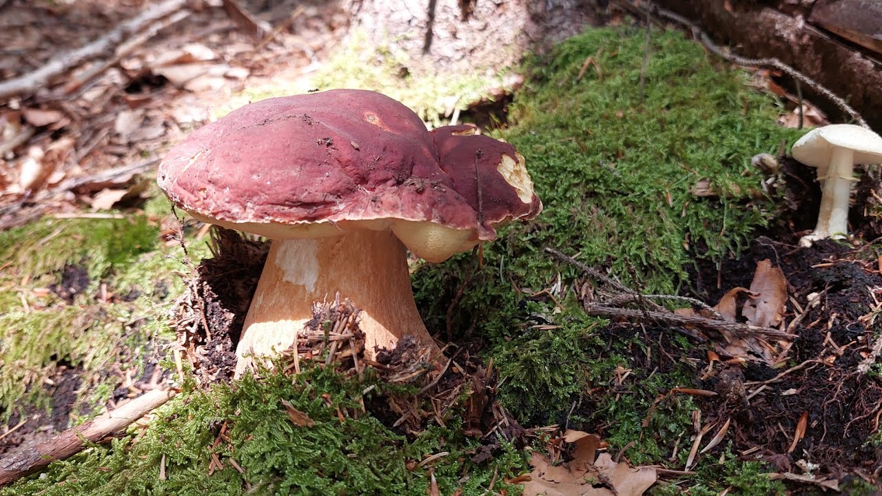 Testarossa Porcini FUNGHI 2025 di montagna ! !#funghiporcini #mushroom #borowiki #белыегрибы #grzyby