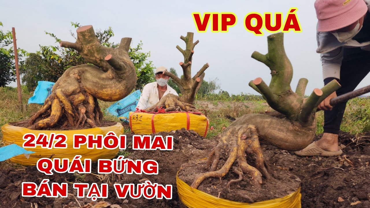 24/2 phôi mai quái bứng bán tại vườn hàng siêu củ đế☎0907813169