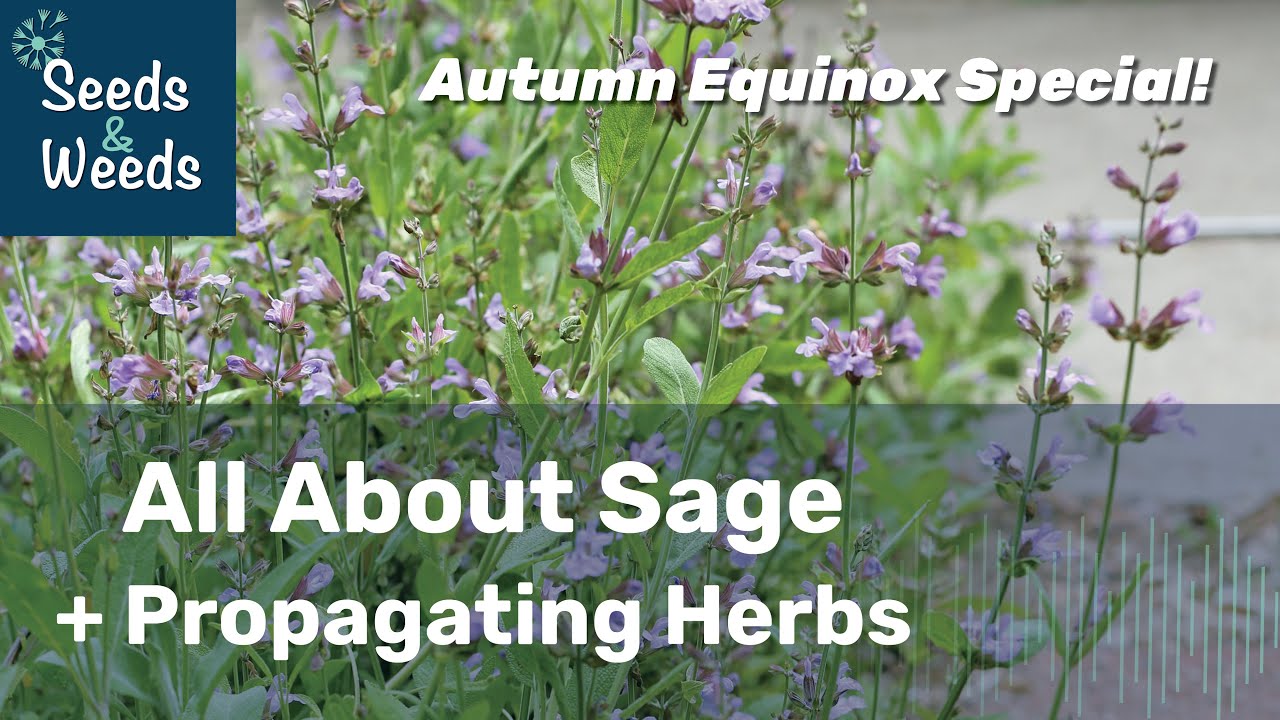 All About Sage + Propagating Herbs - Autumn Equinox Special!