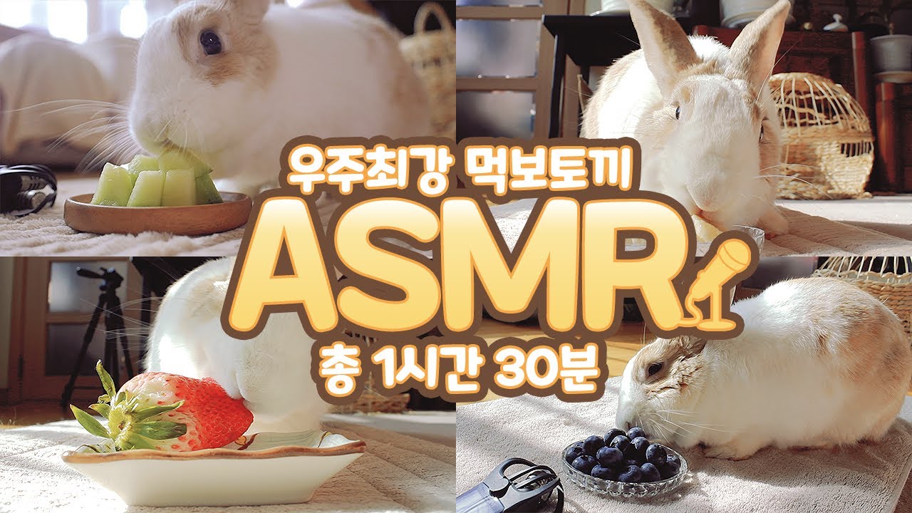 🎧 토끼 먹방 ASMR 🎧 우주최강 먹보토끼 꽃돌이가 맛있게 먹어주는 총 1시간 30분 ASMR 모음집!