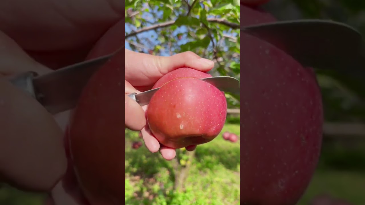 Apple picking 🍎#agriculture#rural life#farming#planting #naturallife#garden#Harvesting
