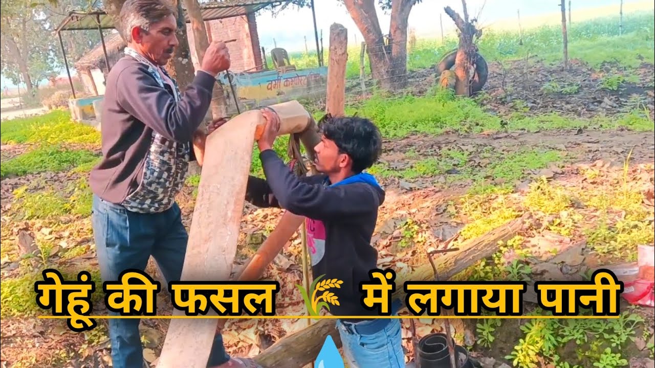 गेहूं की फसल में लगाया पानी ||सही सिंचाई तरीका 🌾 viral#bloggerlife #lifestyle #pramod @ReshmaMsVlog 