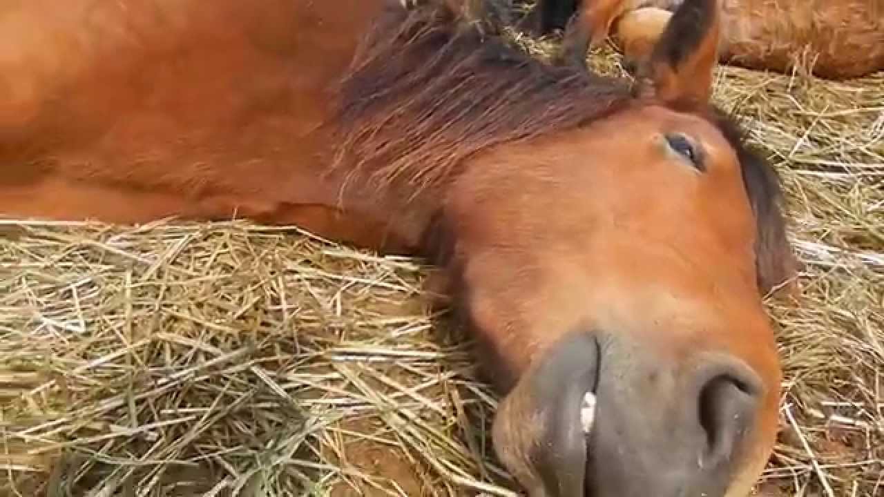 お馬さん熟睡中・・・