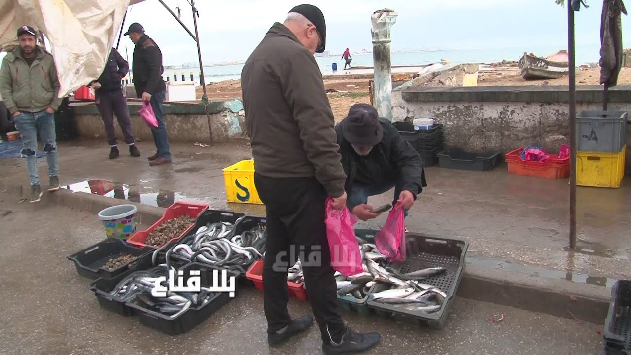 أسعار خيالية للأسماك برادس..حوت فرشك من القاروص للبوري يصل ثمنه للنصف في نقطة بيع من المنتج للمستهلك