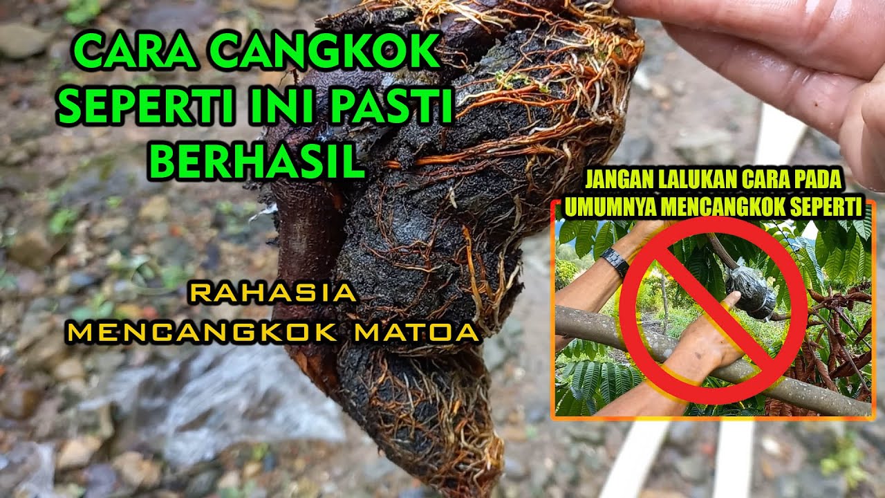 CARA TEPAT MENCANGKOK POHON MATOA