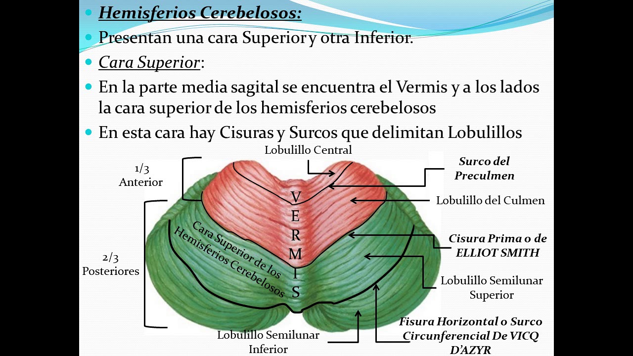 Cerebelo