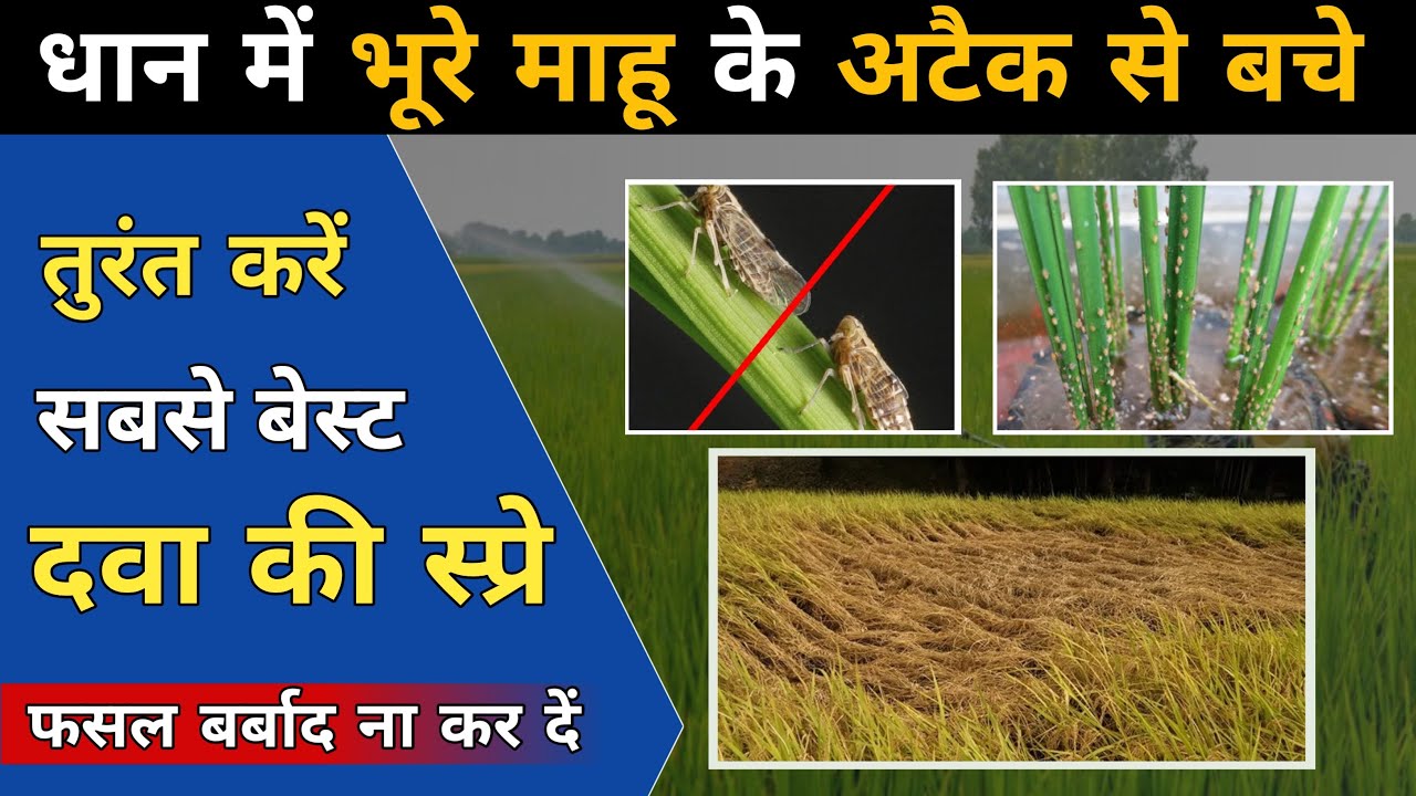 🌾धान में भूरे माहू (BPH) का अटैक क्यों इतना ज़्यादा होने वाला है 😳🕷️