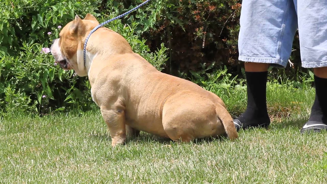 ABKC CHAMPION MUSCLEONEBULLYS MAGOO