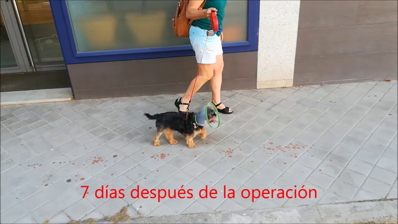 Recuperación tras cirugía de ligamento cruzado en perros pequeños con CTWO
