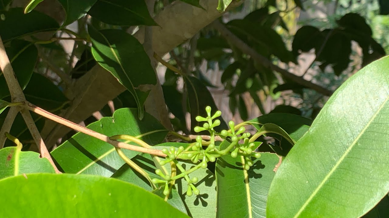 3 years grafted Jamun tree got flowers December 2022, Florida