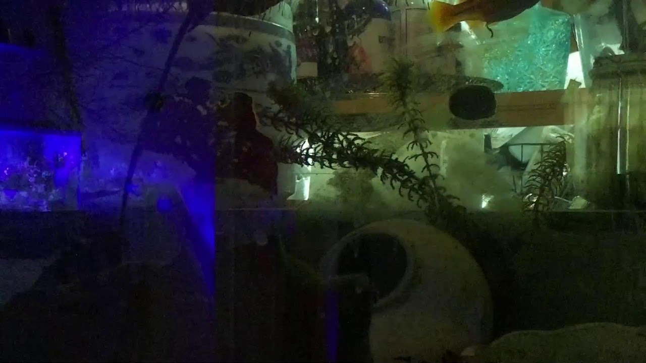 Freshwater Tank Stream!