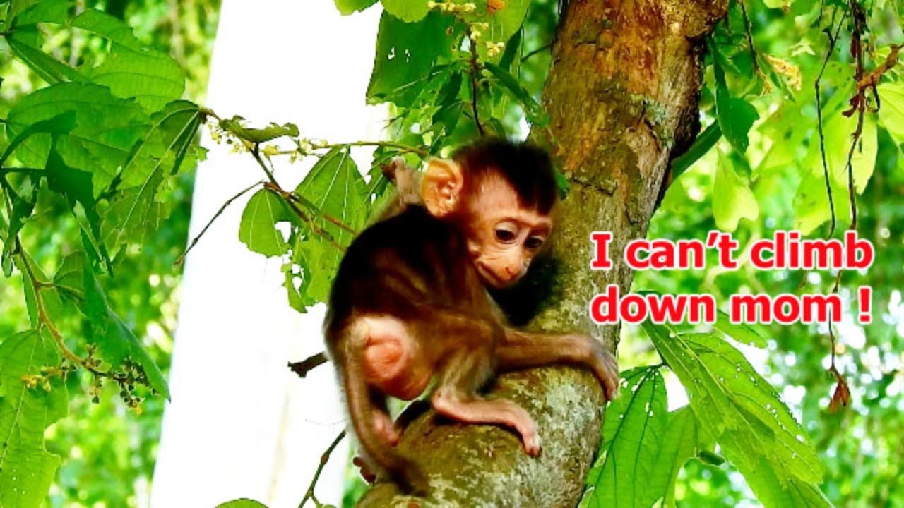 I can't climb down mom ! Baby monkey Rex more active until stuck on tree.