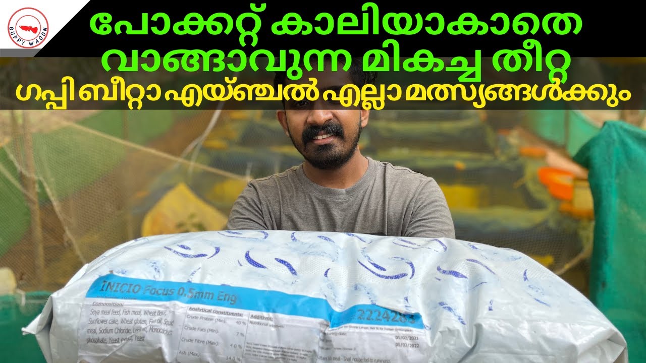 പോക്കറ്റ് കാലിയാകാതെ വാങ്ങാവുന്ന മികച്ച തീറ്റ|ഗപ്പി ബീറ്റാ എയ്ഞ്ചൽ എല്ലാ മത്സ്യങ്ങൾക്കും|Guppy Wagon