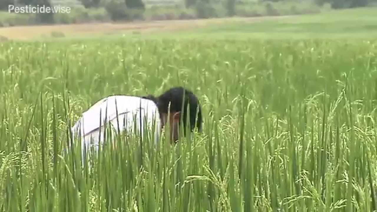 Pesticidewise: knapsack spraying rice