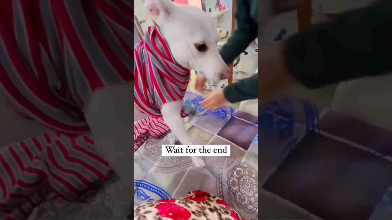 How to make pets 🐶 dress using pajama&rsquo;s 🫶🏻 help stray dogs using this technique ❤️