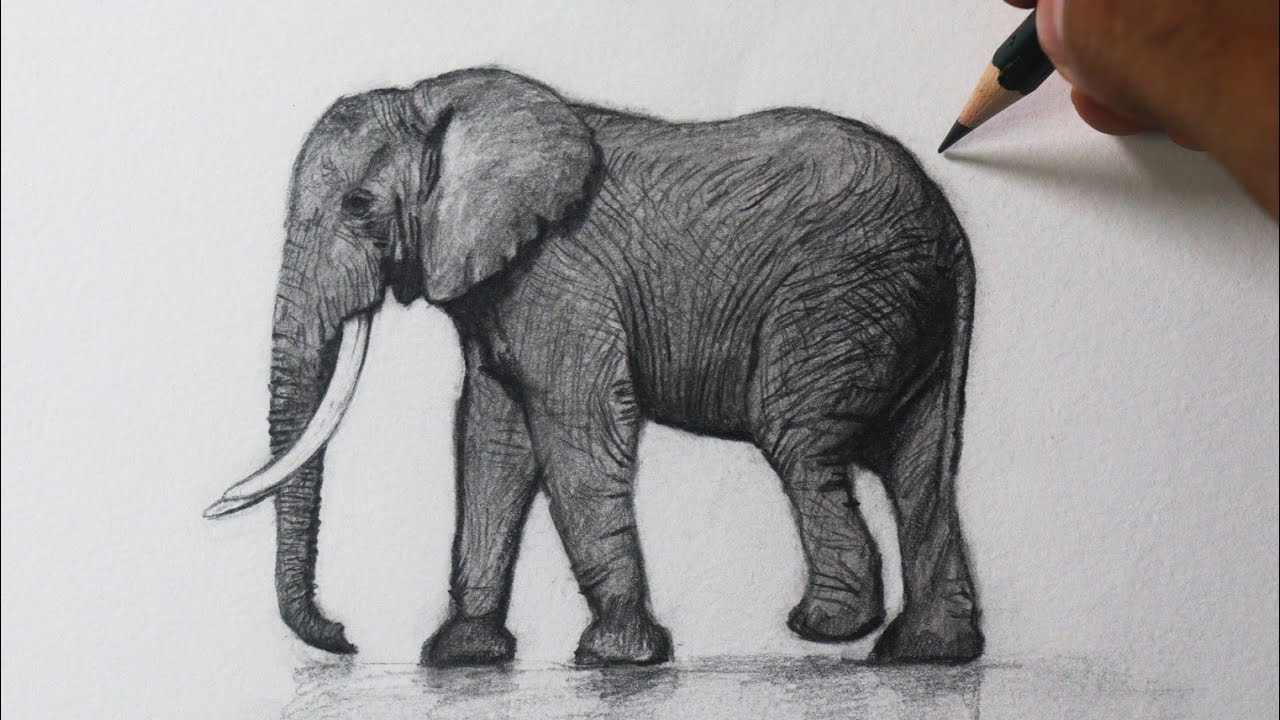 Como desenhar um Elefante NARRADO mais FACIL do que parece