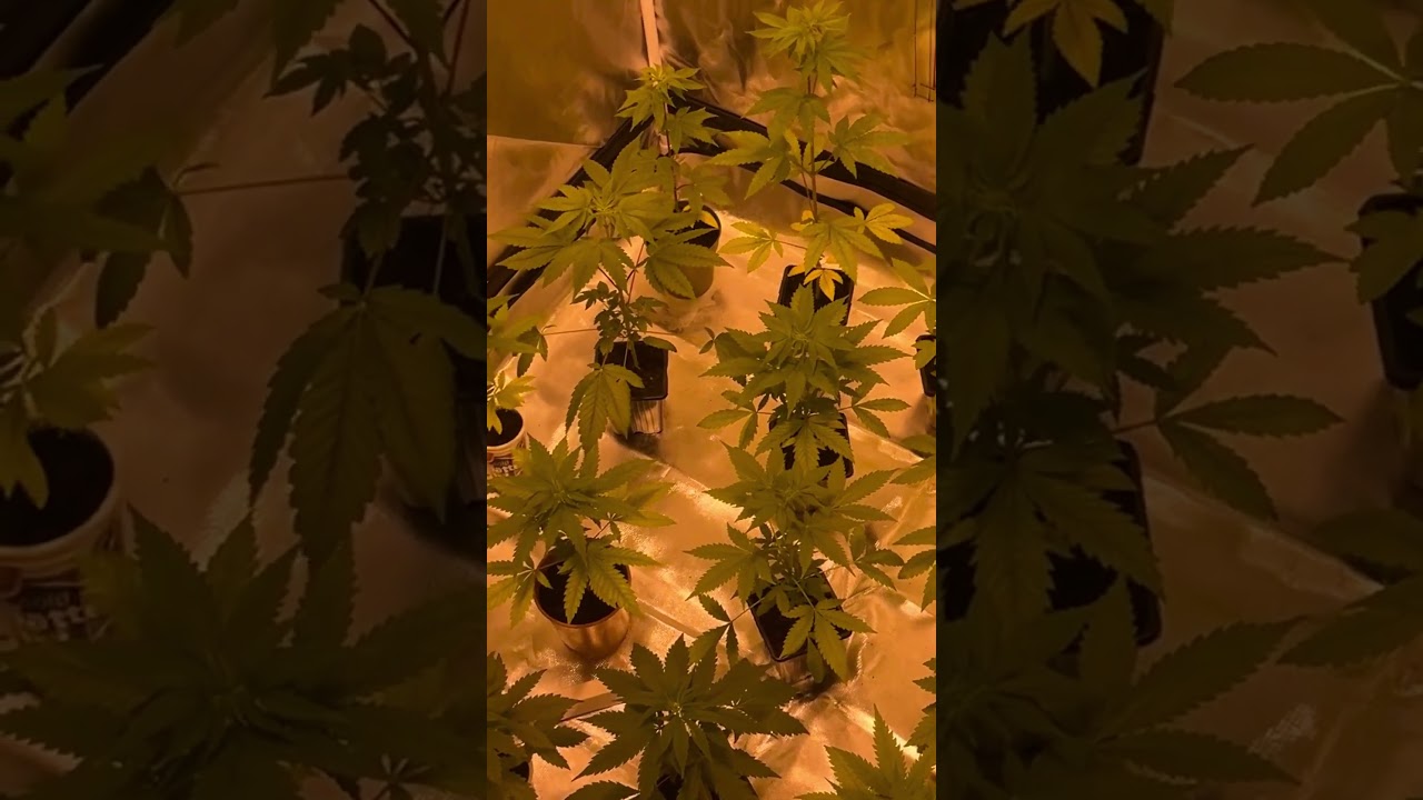 First flowering day - SEED MIX - 250W HPS