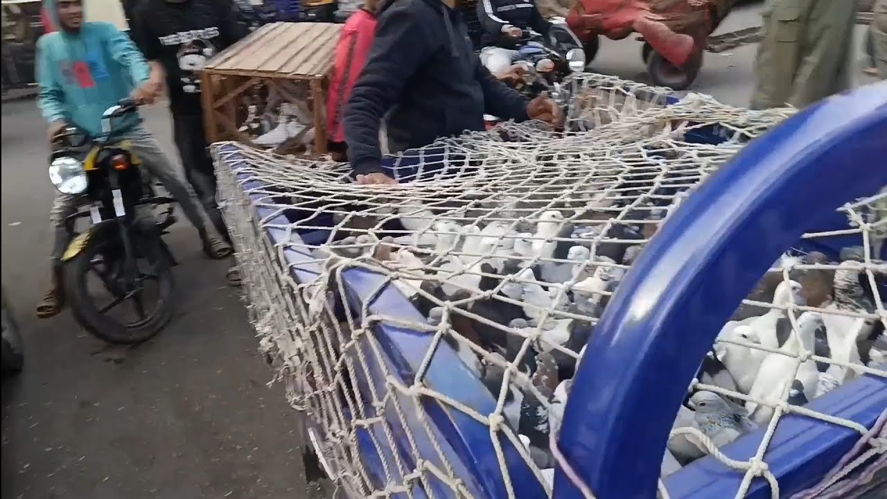 رمية بالحب...رجاله ...بشتيل....من... إمبابة 