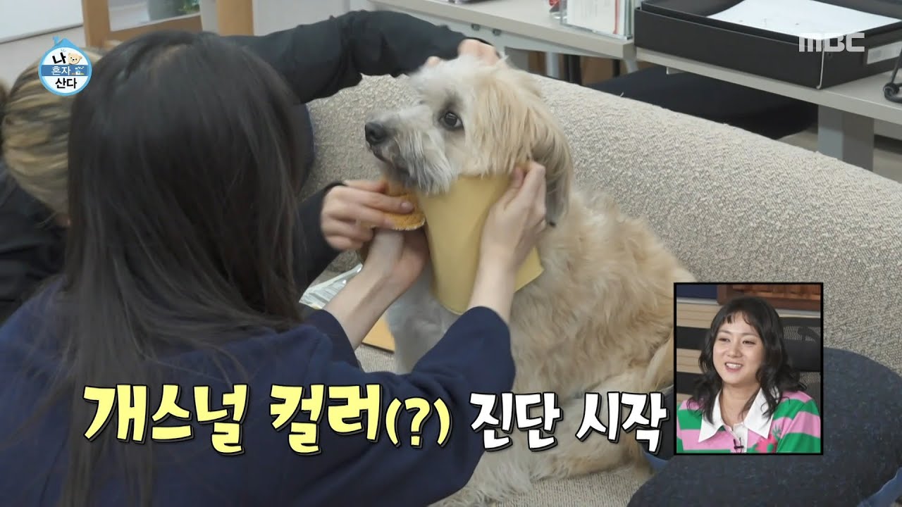 [나 혼자 산다] 두두 베드 만드는 리정🐶 두두의 개스널 컬러 진단, MBC 250912 방송