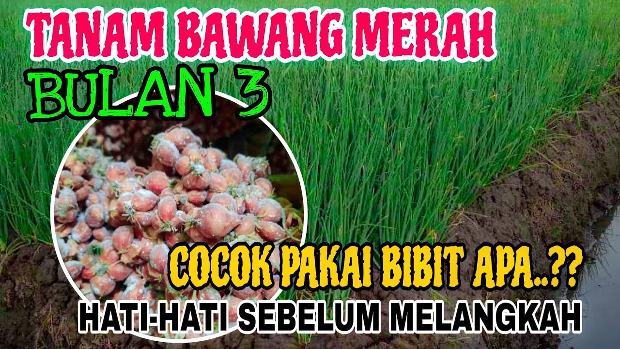 JANGAN SAMPAI GAGAL PANEN‼️PILIHAN BIBIT BAWANG MERAH NGANJUK UNTUK TANAM BULAN 3