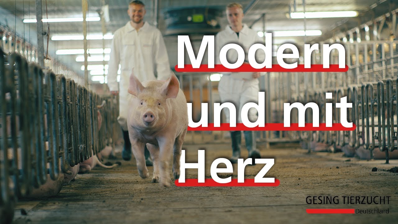 Moderne Schweinezucht mit Herz: Sauenanlage am Heideweg