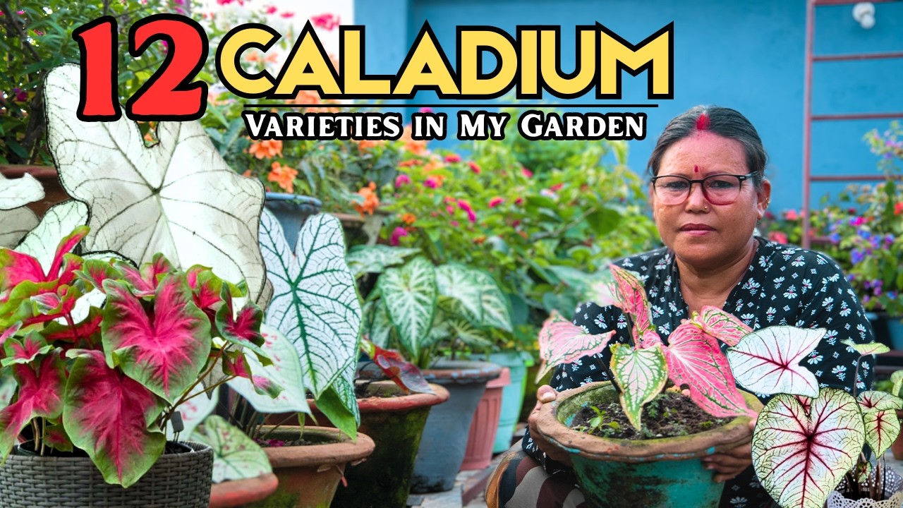 My Caladium Collection | What's the BEST Caladium Variety for Your Garden? Watch this Video!