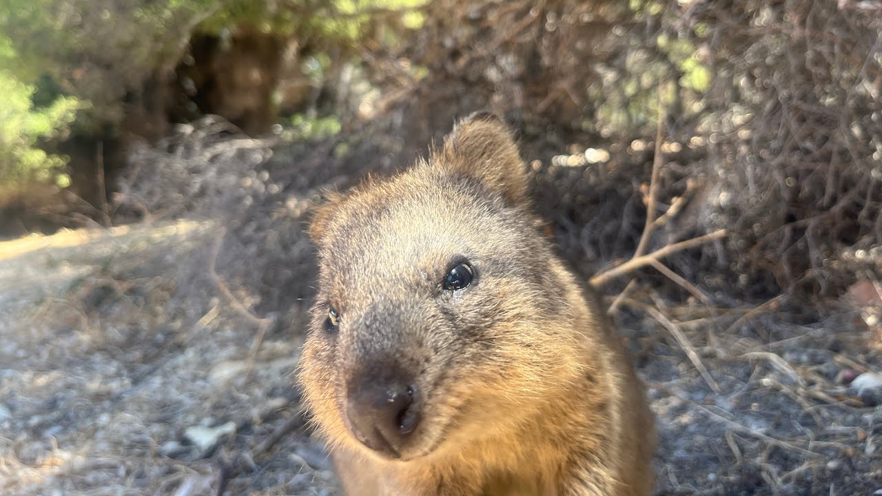 Rottnest Island 