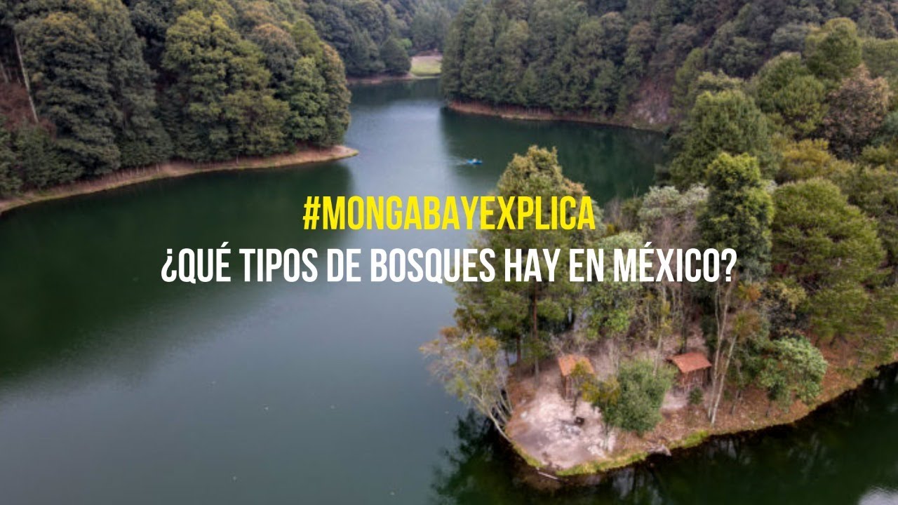 #MongabayExplica: ¿Qué tipos de bosques hay en México?