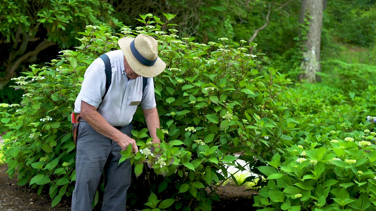Mal’s Favorites:  Lady in Red, Penny Mac & Twist-n-Shout – Hydrangea Macrophylla