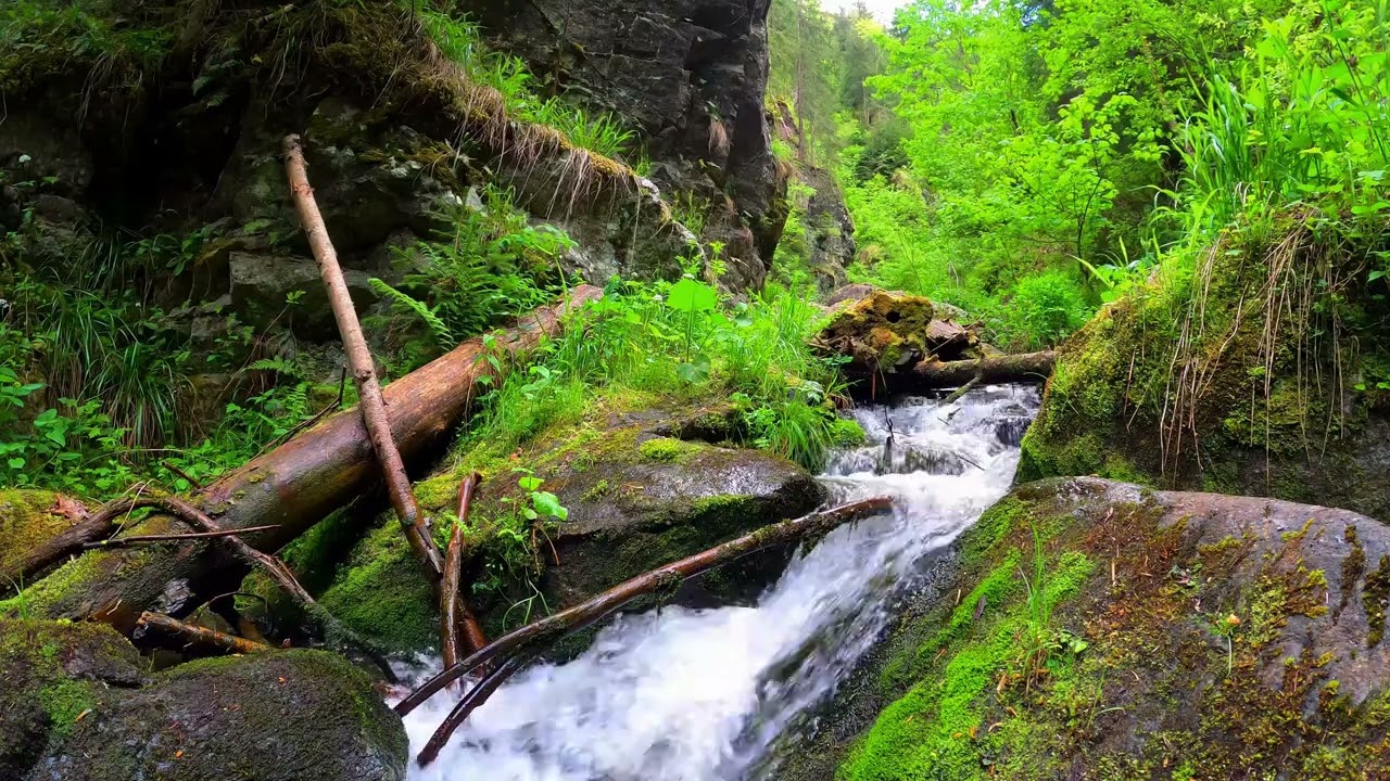 Течет ручей в лесу 🌿💧🌳 Мирные звуки воды | Бинауральное стерео | Расслабляющий | Изучать