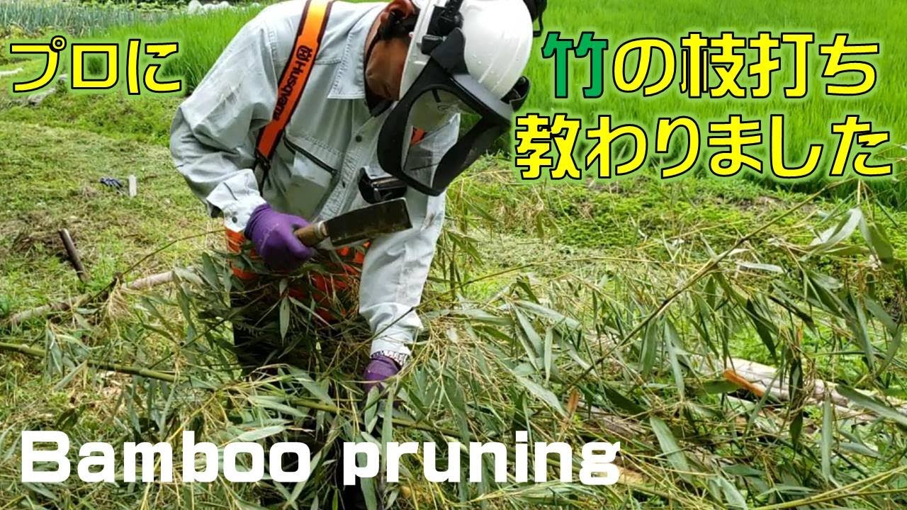 竹の枝打ち（枝払い）をプロに教えてもらいました。Bamboo pruning