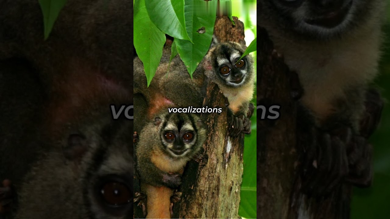 Exploring the World of Nocturnal Monkeys.
