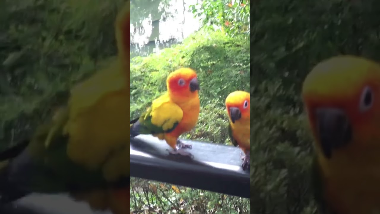 大家一起來大安森林公園逛逛走走吧👀看這幾隻小鸚鵡🦜，真是太可愛了吧。