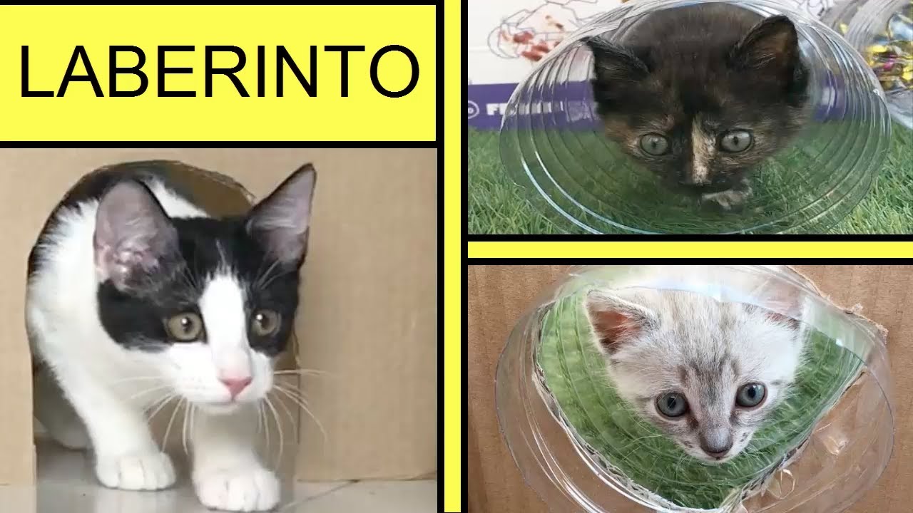 Gatos Luna y Estrella en el desafío del laberinto para las gatitas / Videos de gatitos