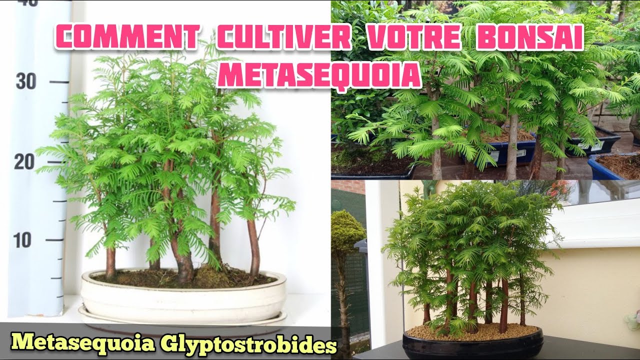 Comment Cultiver Votre Bonsai Metaséquoia ( Metaséquoia Glyptostroboides )