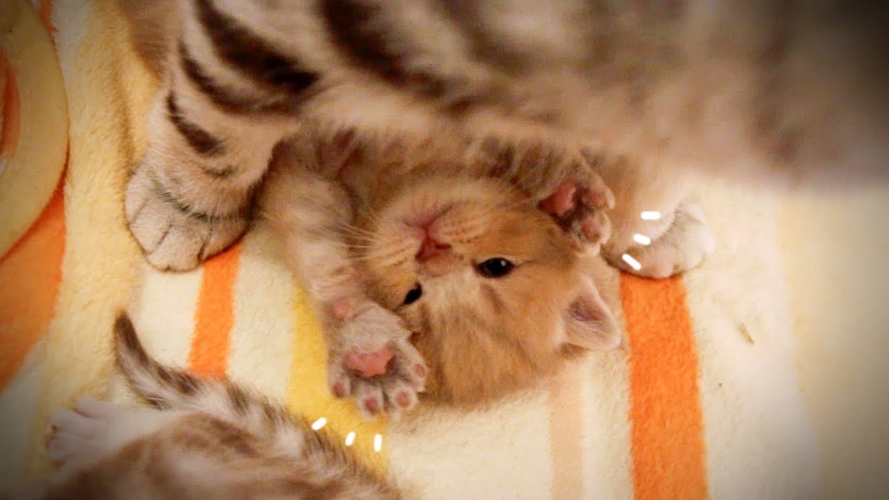 Котик хочет привлечь внимание матери.