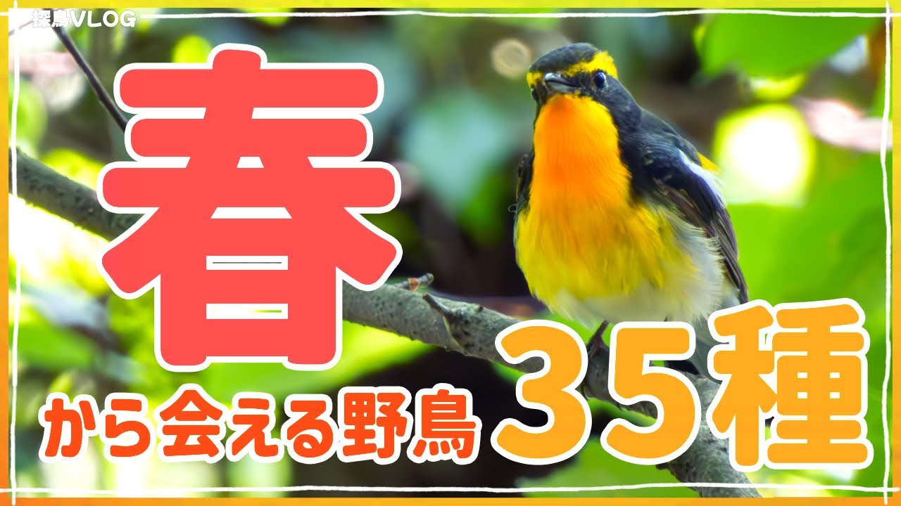 春・夏の野鳥35種！（解説付き）森林農耕地公園水辺｜キビタキ、オオルリ、ミソサザイ、ノビタキ、イワツバメ