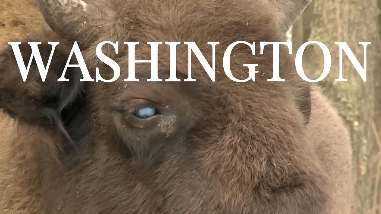 Anabase - Washington (official video)