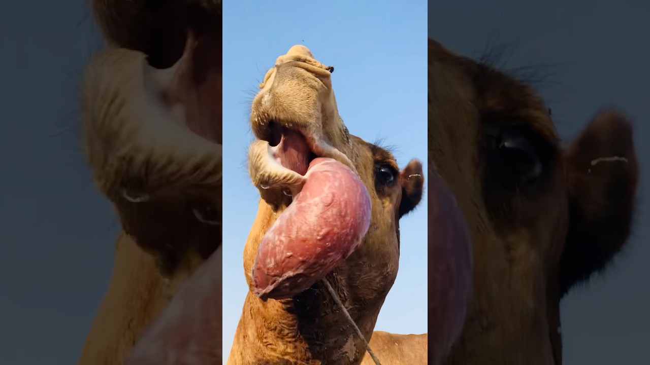 Camel tongue Sound #shorts  #ytshorts