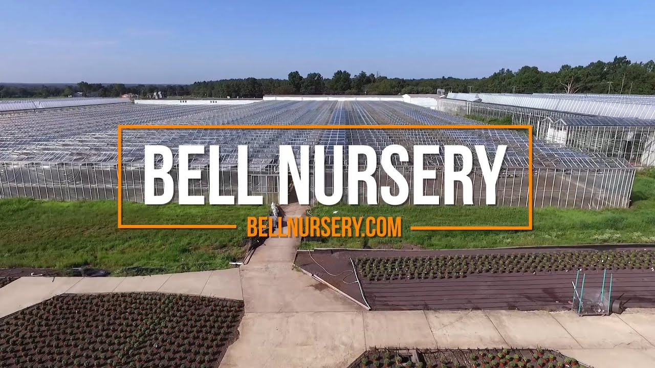 За кулисами питомника Bell Nursery