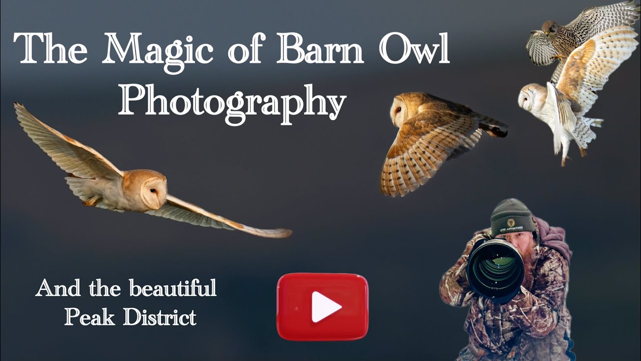 The magic of Barn Owl Photography with a rare appearance from a Hen Harrier