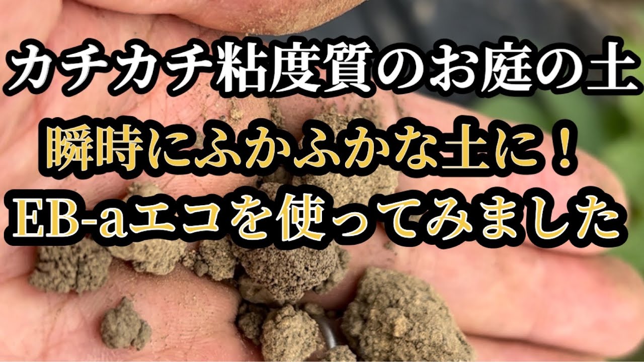 【家庭菜園】土に撒くだけでカチカチの土が瞬時に団粒化するアイテムを実際に使ってみました #ガーデニング  #庭  #土作り