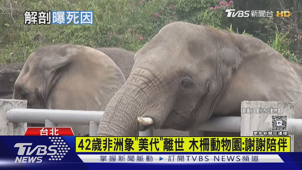 42歲非洲象「美代」離世 木柵動物園:謝謝陪伴｜TVBS新聞 @TVBSNEWS01