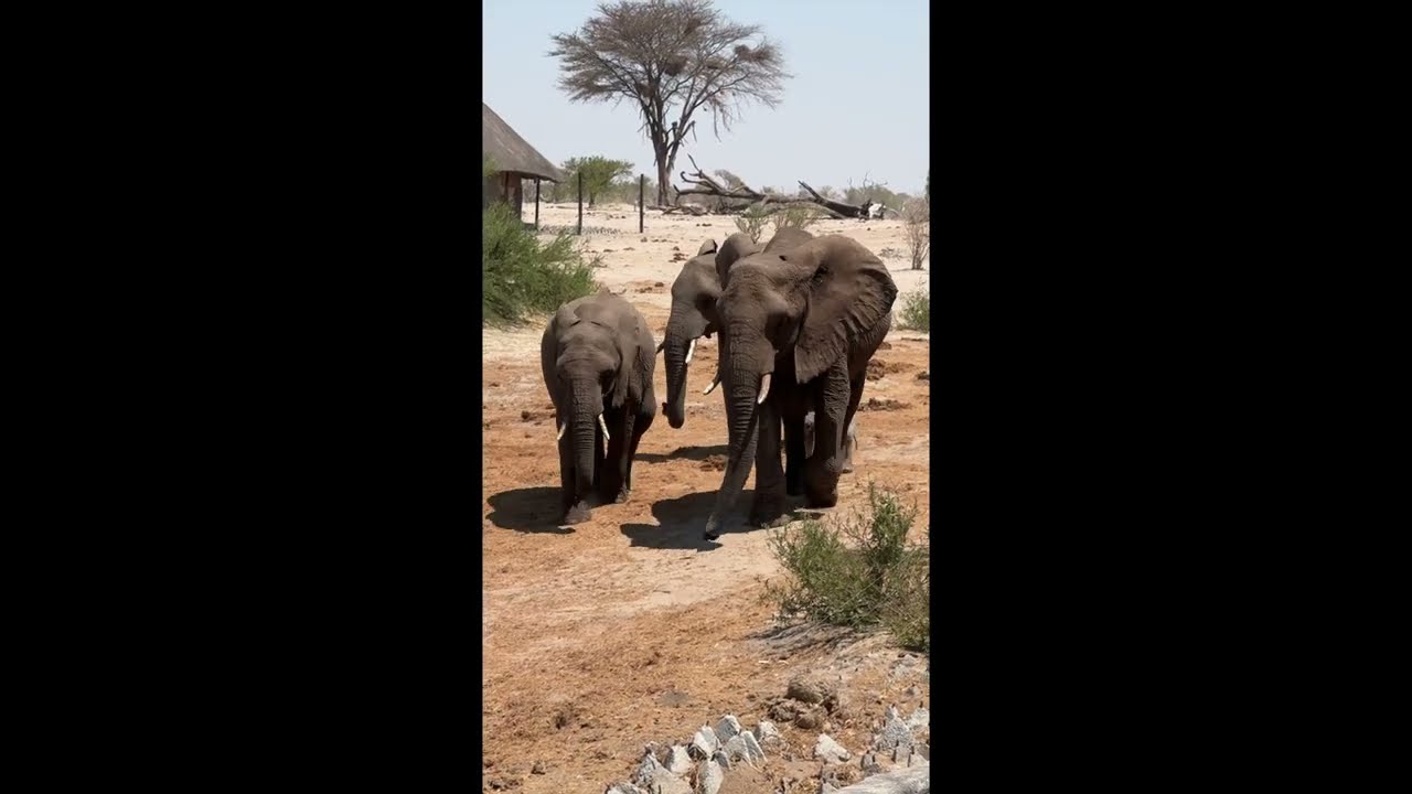 Newborn elephant.