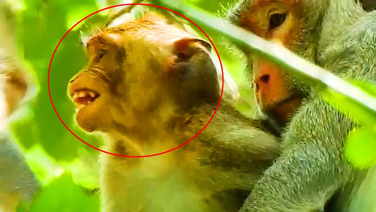 Jody Monkey Not Going To Never Leave Her As Long As She Give Them Milk But Jody Seems Afraid Of Jane
